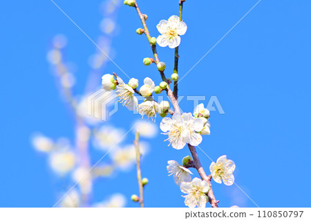 Elegant and elegant white plum blossoms Elegant and elegant white plum blossoms 110850797