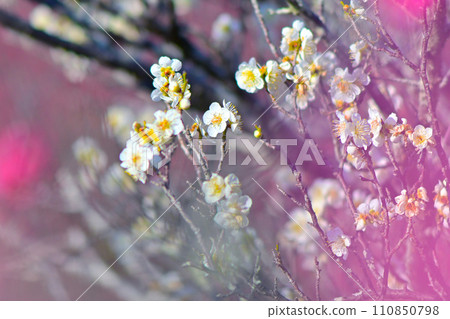 Plum blossoms have begun to bloom with a fragrant scent Plum blossoms have begun to bloom with a fragrant scent 110850798