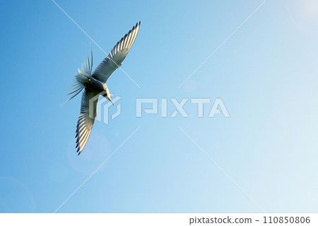 river tern in flight in the sky river tern in flight in the sky 110850806
