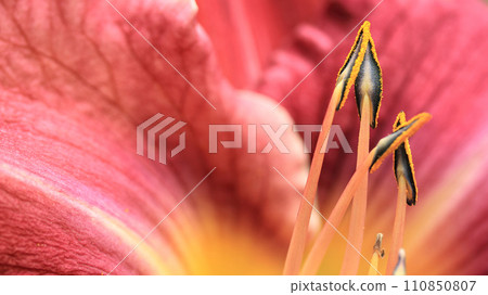 Red Flower petals, stamens and pistils of large lilies close up Red Flower petals, stamens and pistils of large lilies close up 110850807