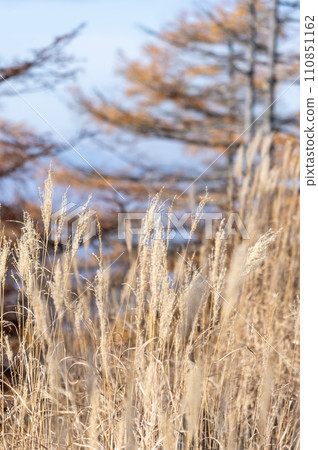 Autumn scenery seen from Hyuga-Kiba Observation Deck in Yatsugatake, Nagano Prefecture Autumn scenery seen from Hyuga-Kiba Observation Deck in Yatsugatake, Nagano Prefecture 110851162