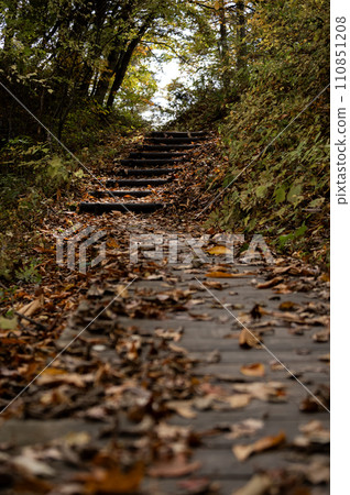 Fallen leaf walkway and stairs Fallen leaf walkway and stairs 110851208
