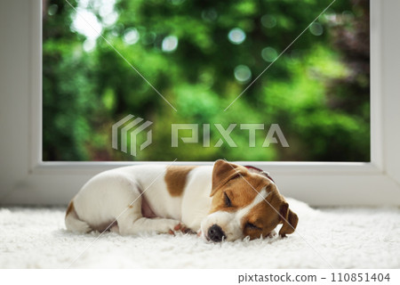 Two month old Jack Russell Terrier puppy sleeping on cozy white carpet Two month old Jack Russell Terrier puppy sleeping on cozy white carpet 110851404