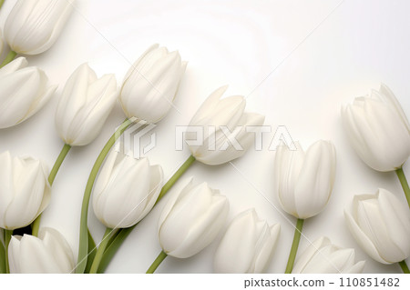 White tulips on white background monocolor. Spring greeting flowers white petals and light green stems and leaves. Nature bouquet floral photo detailed top view close up White tulips on white background monocolor. Spring greeting flowers white petals and light green stems and leaves. Nature bouquet floral photo detailed top view close up 110851482