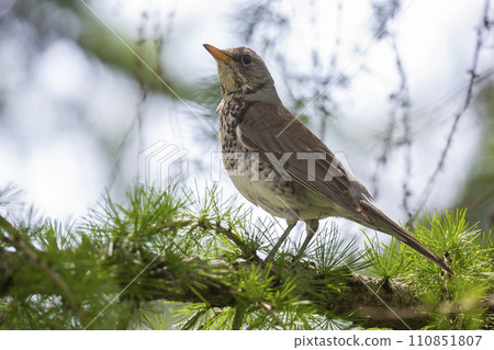 Fieldfare (Turdus pilaris) in a larch tree in Switzerland 110851807