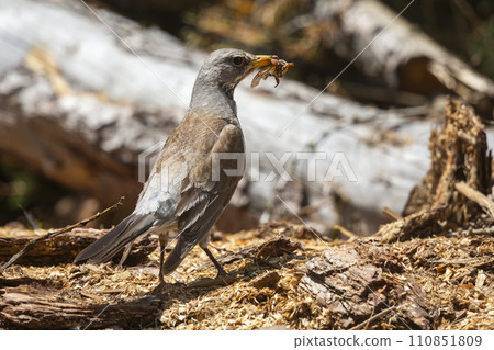 Fieldfare (Turdus pilaris) eating a cockchafer in Switzerland 110851809