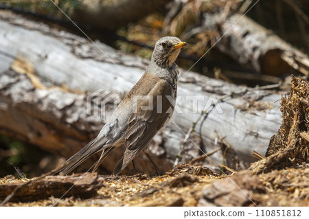 Fieldfare (Turdus pilaris) in Switzerland 110851812