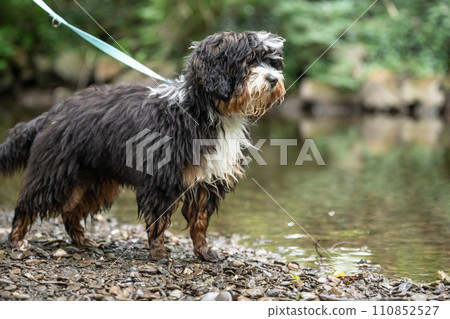 Old English Sheepdog Bobtail running free in nature outdoor 110852527