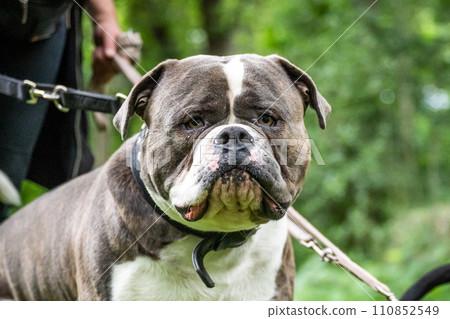 Big old English Bulldog relaxing in the park close up Face 110852549