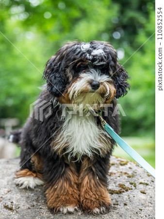 Old English Sheepdog Bobtail running free in nature outdoor 110852554