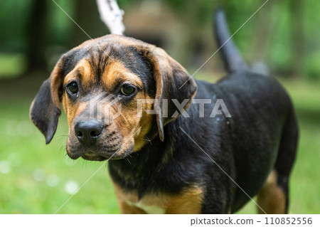 Rottweiler Labrador Mix puppy baby guard dog relaxing outdoors Mixed breed dog Close-up 110852556