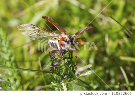 Common cockchafer (Melolontha melolontha) in Switzerland Common cockchafer (Melolontha melolontha) in Switzerland 110852605