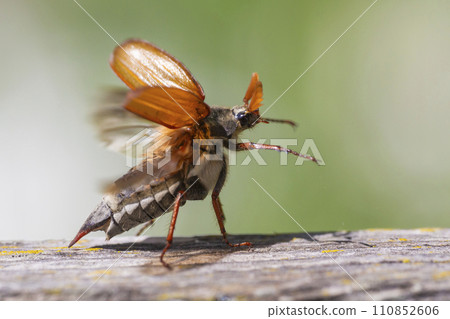 Common cockchafer (Melolontha melolontha) in Switzerland 110852606