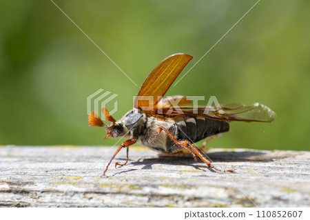 Common cockchafer (Melolontha melolontha) in Switzerland Common cockchafer (Melolontha melolontha) in Switzerland 110852607