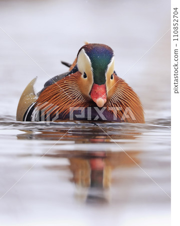 Mandarin duck portrait in winter with nice reflections Mandarin duck portrait in winter with nice reflections 110852704