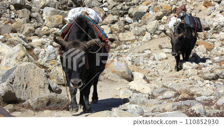 Dzo transporting goods to the Everest Base Camp. 110852930