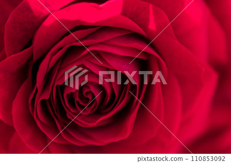 Bright red rose background material Bright red rose background material 110853092