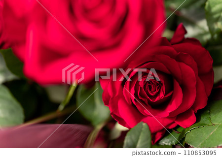 鮮豔的紅玫瑰背景素材 110853095