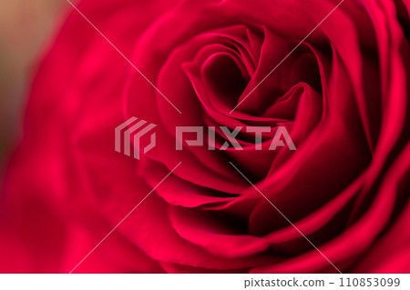 Bright red rose background material 110853099