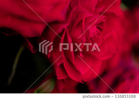 Bright red rose background material 110853108