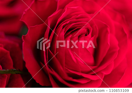 Bright red rose background material 110853109