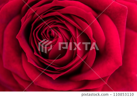 Bright red rose background material 110853110