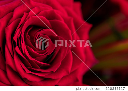 Bright red rose background material 110853117