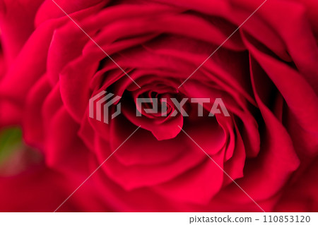 Bright red rose background material 110853120
