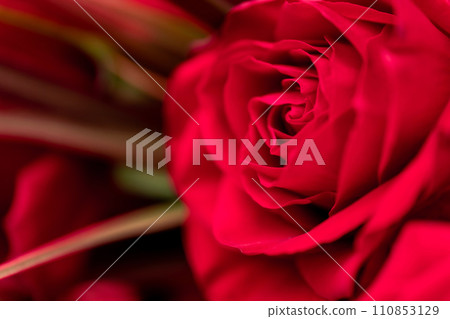 鮮豔的紅玫瑰背景素材 鮮豔的紅玫瑰背景素材 110853129