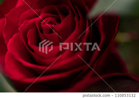 Bright red rose background material 110853132