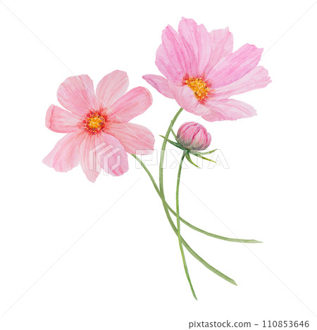 Pink Cosmos watercolor illustration. Hand drawn botanical painting, floral sketch. Colorful flower clipart for summer or autumn design of wedding invitation, print, greeting, sublimation, textile Pink Cosmos watercolor illustration. Hand drawn botanical painting, floral sketch. Colorful flower clipart for summer or autumn design of wedding invitation, print, greeting, sublimation, textile 110853646