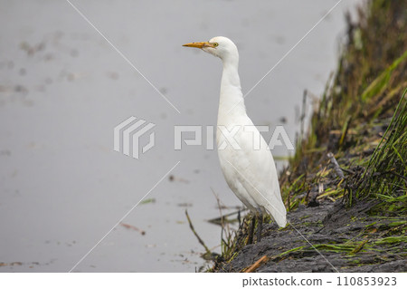 Western cattle egret (Bubulcus ibis) in the Netherlands Western cattle egret (Bubulcus ibis) in the Netherlands 110853923