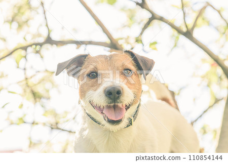 On spring morning happy dog in blossoming apple garden 110854144