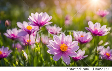 Sunny spring field: Vibrant flowers under the sun Sunny spring field: Vibrant flowers under the sun 110854145