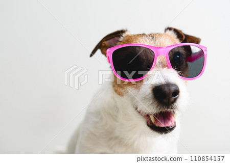 Cool dog in pink sunglasses is ready for summer vacation Cool dog in pink sunglasses is ready for summer vacation 110854157