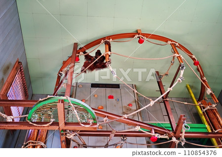 Asahiyama Zoo Oranutan Museum scenery 110854376