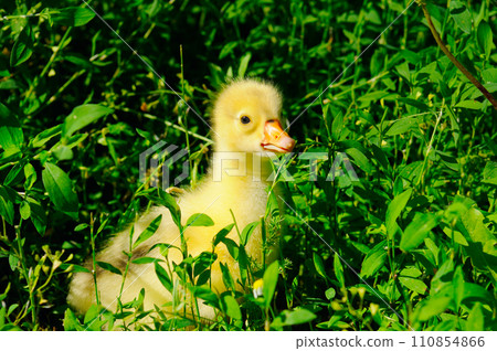 yellow gosling in the green grass. yellow gosling in the green grass. 110854866