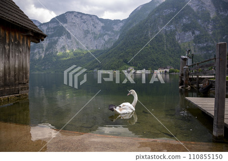 White swan off the shore of Lake Hallstattersee in Hallstatt 110855150