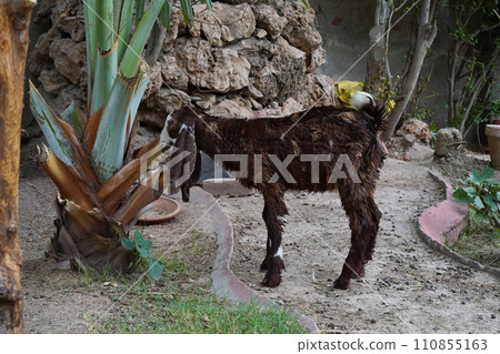 A brown goat cub with long ears, Kamori breed, scratching its growing horns. A young female goatling in profile, with wet fur after a shower, grazing in the backyard. Close-up, horizontal photo. A brown goat cub with long ears, Kamori breed, scratching its growing horns. A young female goatling in profile, with wet fur after a shower, grazing in the backyard. Close-up, horizontal photo. 110855163