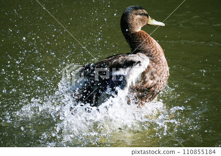 旭山動物園 鳥取村綠頭鴨 110855184