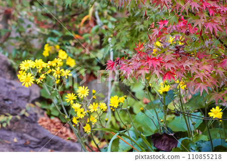 Maple leaves and plants Maple leaves and plants 110855218