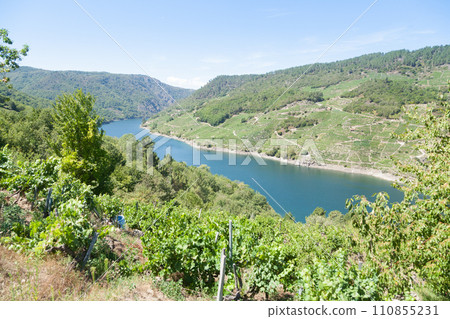 Vineyards landscape from Ribeira Sacra wine area, Galicia, Spain 110855231