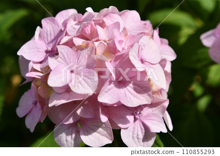 soft pink hydrangea blossom in garden at sunny day. close up soft pink hydrangea blossom in garden at sunny day. close up 110855293