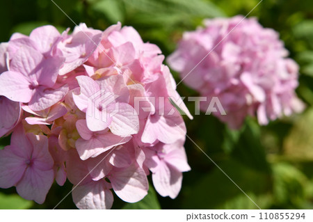 soft pink hydrangea blossom in garden at sunny day. close up soft pink hydrangea blossom in garden at sunny day. close up 110855294
