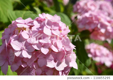 soft pink hydrangea blossom in garden at sunny day. close up soft pink hydrangea blossom in garden at sunny day. close up 110855295