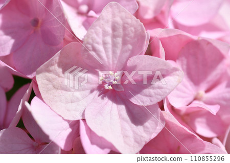 beautiful soft pink hydrangea blossom background at sunny day.  extreme macro 110855296