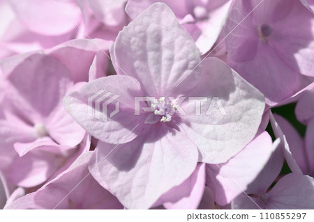 beautiful soft pink hydrangea blossom background at sunny day. extreme macro beautiful soft pink hydrangea blossom background at sunny day. extreme macro 110855297