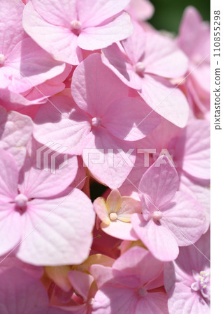 beautiful soft pink hydrangea blossom background at sunny day. macro 110855298