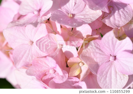 soft pink hydrangea blossom background at sunny day. macro soft pink hydrangea blossom background at sunny day. macro 110855299