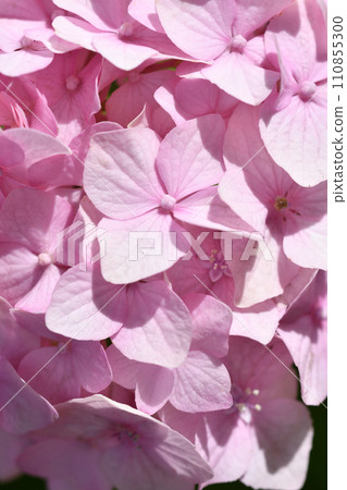beautiful soft pink hydrangea blossom background at sunny day. macro beautiful soft pink hydrangea blossom background at sunny day. macro 110855300